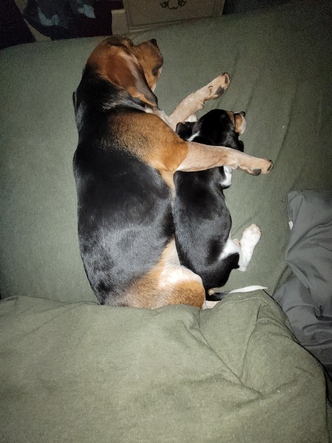 Two dogs cuddled together