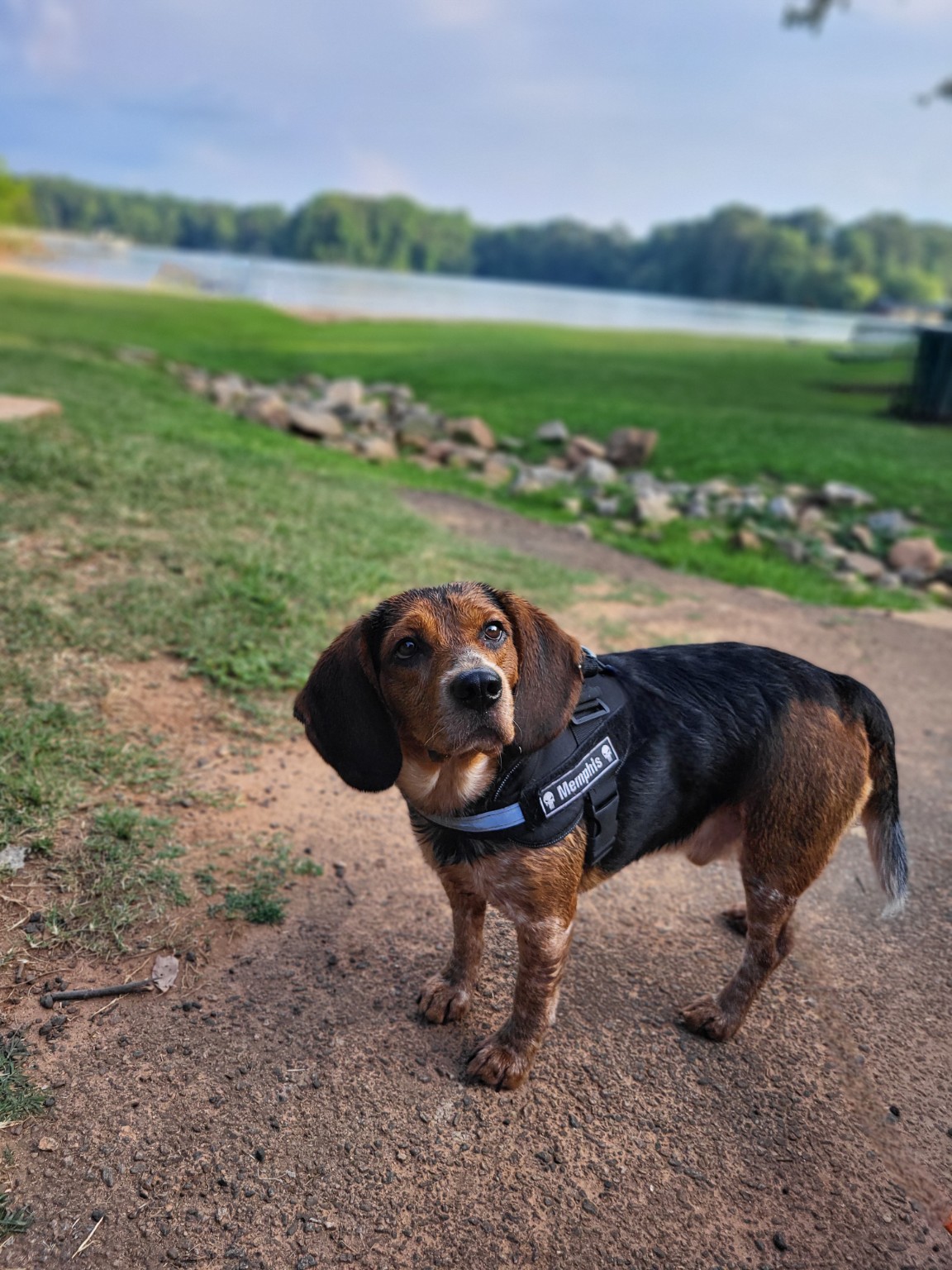 Memphis wearing his harness on a lakeside walk