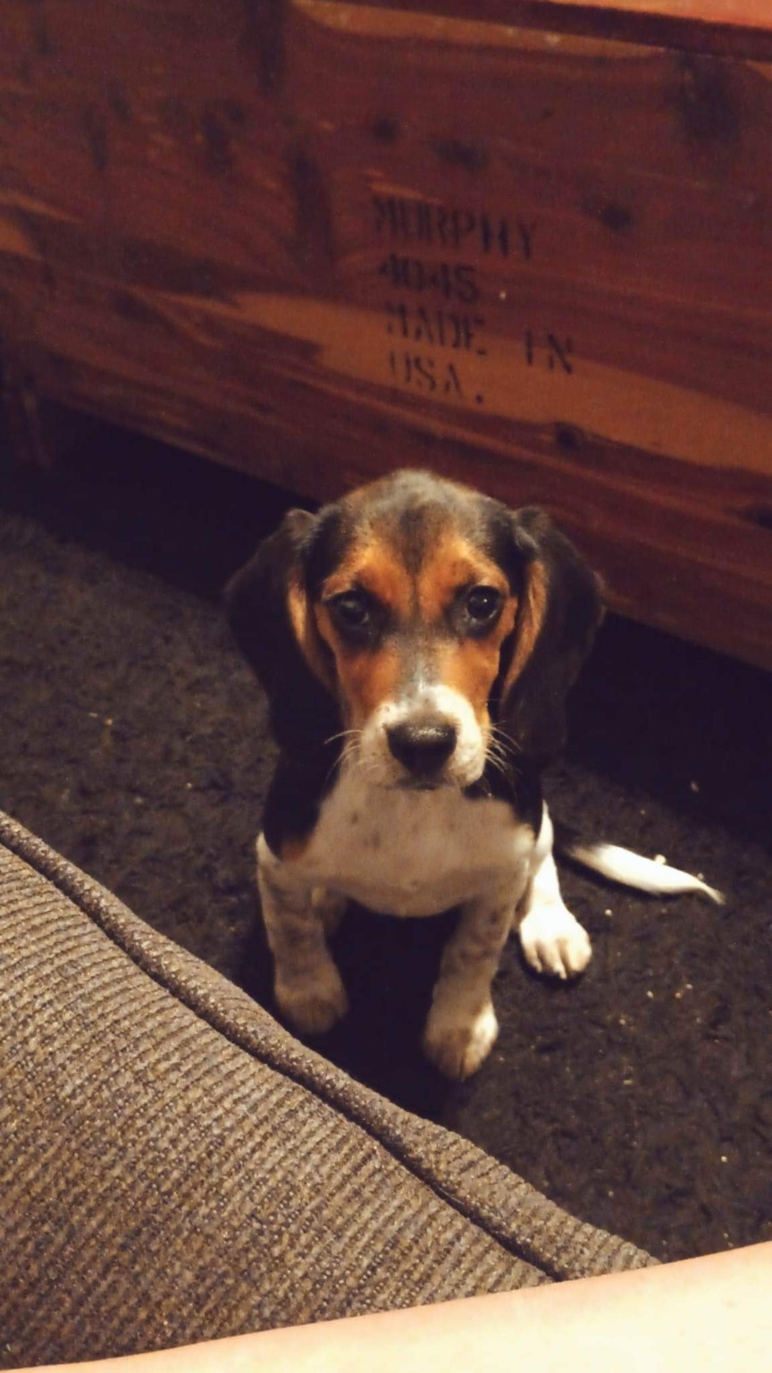 Maverick as a young puppy