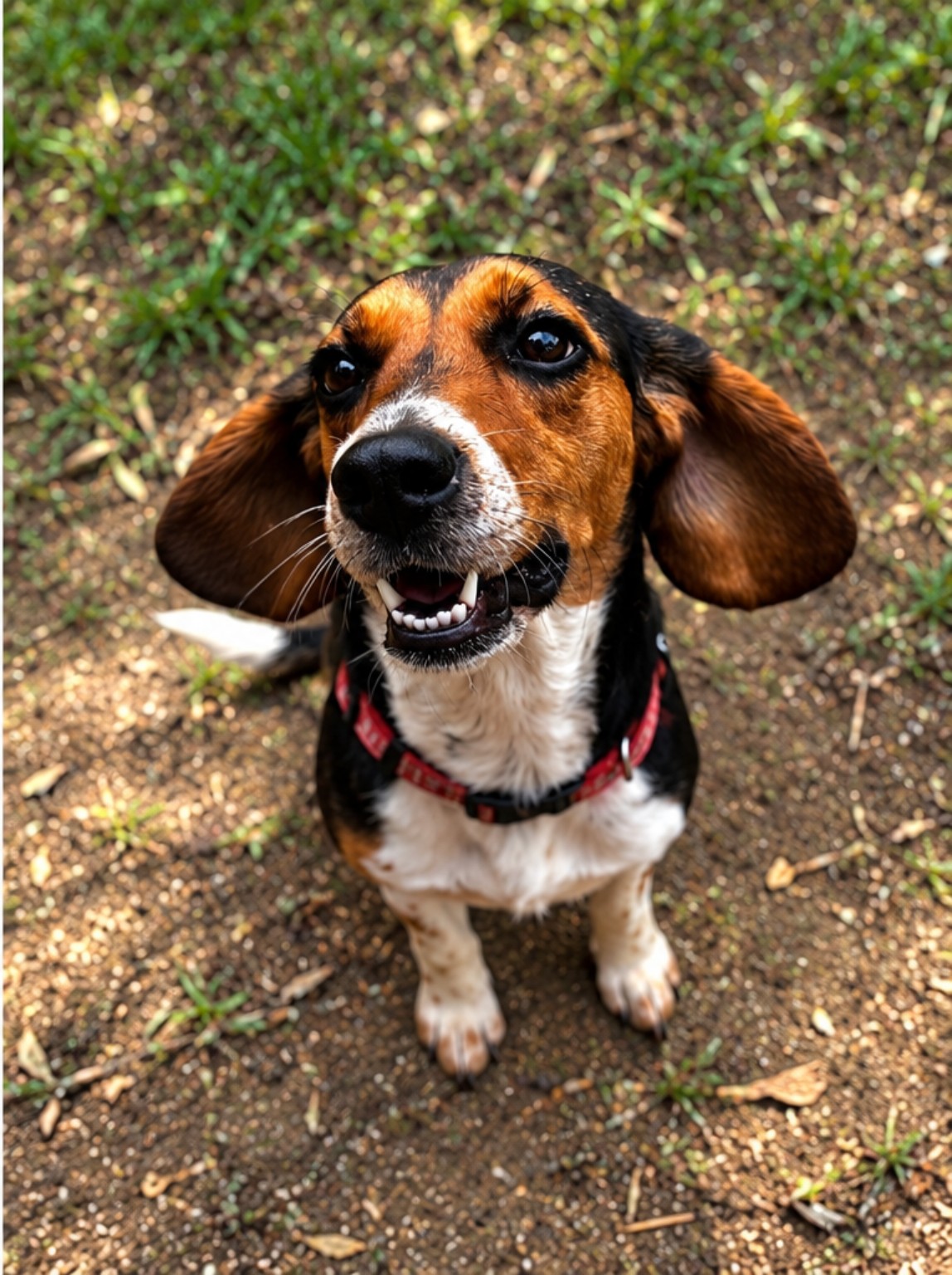Maverick smiling outside with her ears out